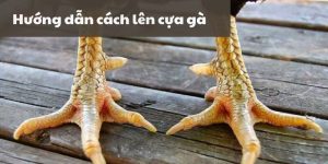 Cách lên cựa gà