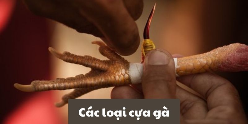 Những loại cựa gà thường được ưa chuộng hiện nay