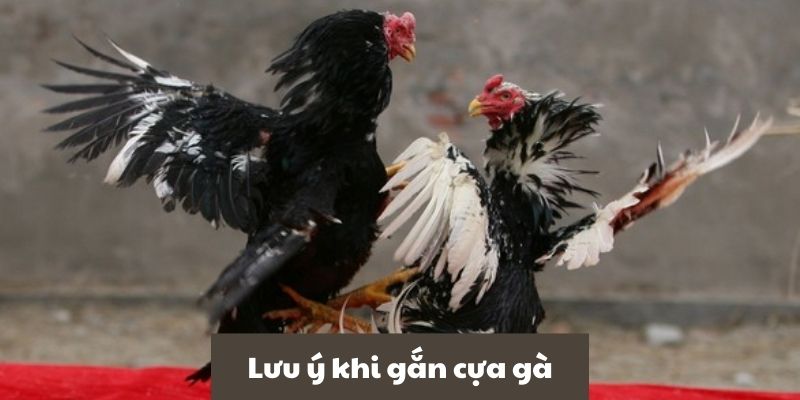 Bạn cần chú ý điều gì sau khi gắn cựa cho gà