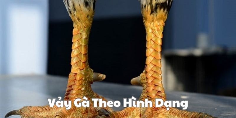 Các Loại Vảy Gà Theo Hình Dạng